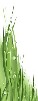 close up of green grass with dew against white background 