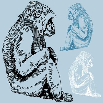 Primate drawn by hand in black and blue coloring.