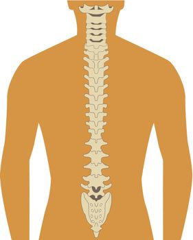 human silhouette with spine illustration vector