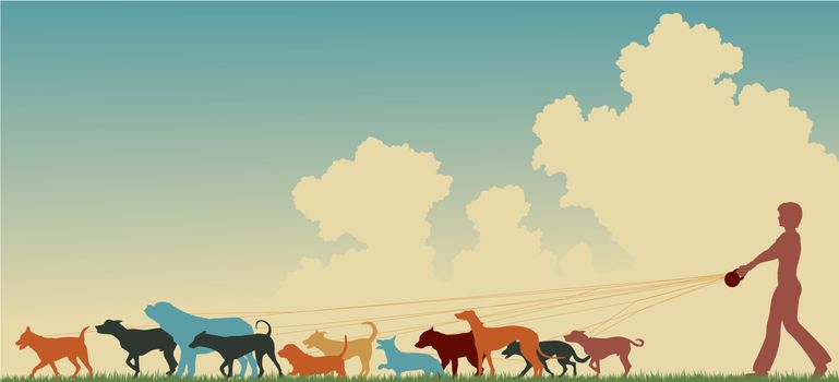 Colorful editable vector silhouette of a woman walking many dogs with copy space