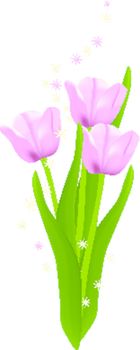 Blossom pink tulips. Vector illustration