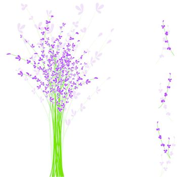 summertime purple Lavender flower on white background
