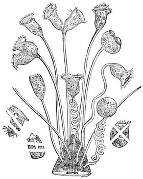 Bell Animalcule or Vorticella sp., vintage engraved illustration. Trousset encyclopedia (1886 - 1891).