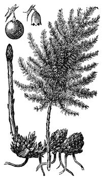 Asparagus or Asparagus officinalis old engraving. Old engraved illustration of asparagus vegetables and plant, isolated against a white background.