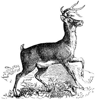 Whitetail, Carausius virginianus or Virginia deer vintage engraving. Old engraved illustration of whitetail.