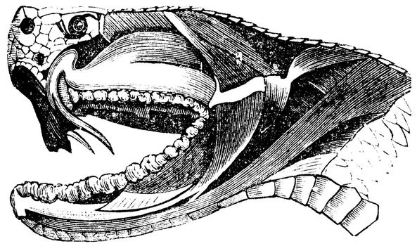 Viper Snake Head, vintage engraving. Old engraved illustration of section of a Viper Snake Head showing long fangs used to inject venom.