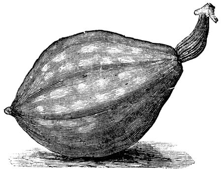 Bottle gourd or Lagenaria siceraria or Lagenaria vulgaris or Calabash or Opo squash or Long melon, vintage engraving. Old engraved illustration of Bottle gourd, isolated on a white background.   