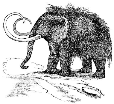 Woolly mammoth or Mammuthus primigenius or Tundra mammoth or Elephas primigenius, vintage engraving. Old engraved illustration of Woolly mammoth.
