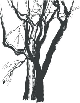 old trees drawing  graphic  sketch