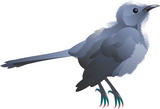 illustration of a grey bird