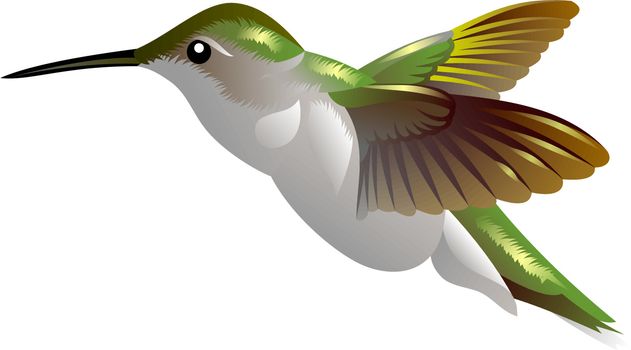 illustration of a humming bird