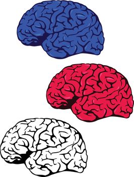 Vector illustration of human brain