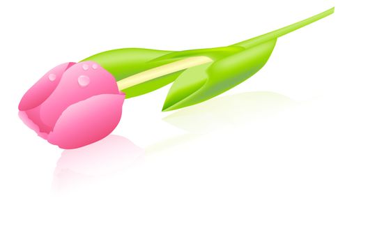 Illustration of  Fresh Pink Tulip on White Background