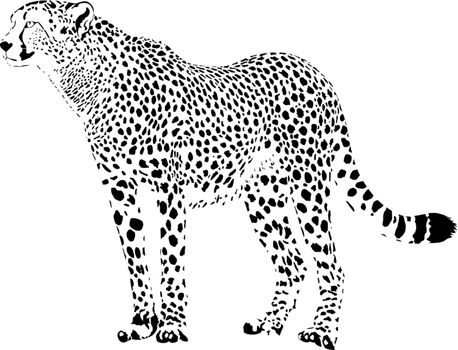 Leopard - Black and white vector illustration