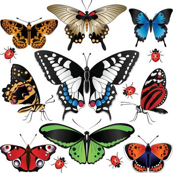 Vector of Collection of many butterflies and ladybugs