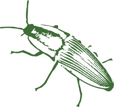 Vector image of a beetle
