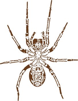 Vector image of a spider