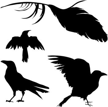 Vector silhouette set of a crow, raven, bird, and feather.