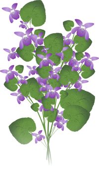 bunch of wild violet over white background