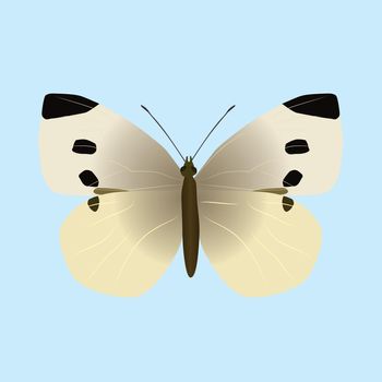 Pieris rapae or small white butterfly. The insect is cut out on a blue background