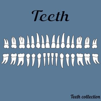The teeth of the human dentition, healthy teeth, vector