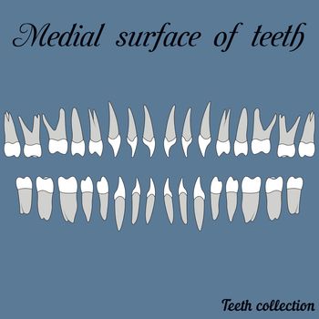 Medial surface of teeth - incisor, canine, premolar, molar upper and lower jaw. Vector illustration for print or design of the dental clinic