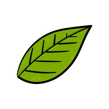 Hand drawing green leaf vector.