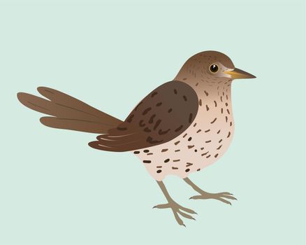 An illustration of a song thrush. The background is pale green. The bird is cut out.