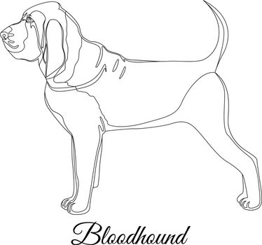 Bloodhound dog outline vector illustration