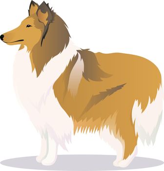 Collie dog vector illustration