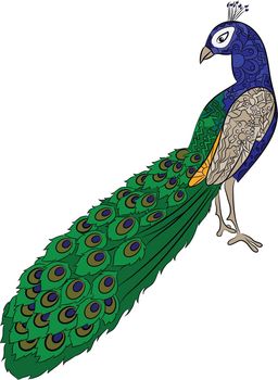 vector illustration of hand drawing peacock