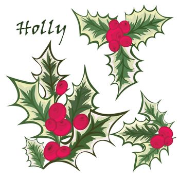 Set of Christmas holly branches. Vintage style. Vector illustration