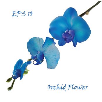 Blue isolated orchid flower on white background. Photo realistic botanical vector illustration