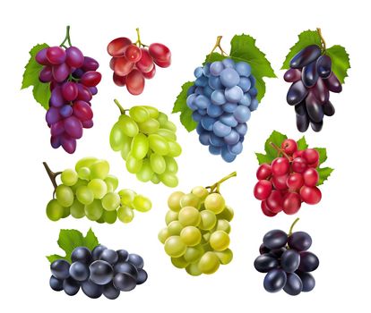 Realistic grapes set. Collection of realism style drawn 3d miscellaneous branches of green blue table grape wine autumn plants fresh fruits isolated on white background. Vine food berry objects icons