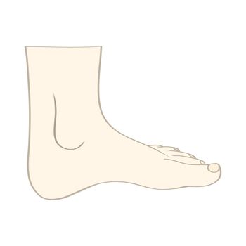 Men or women feet in vector