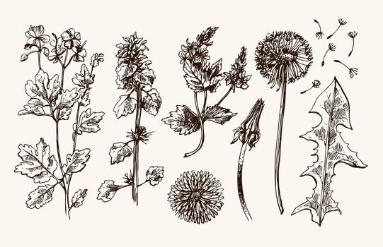 Hand drawn vector set with wildflowers. Decorative floral illustration. Sketch style. Us for skrapbuking, tissue, textile, cloth, fabric, web material