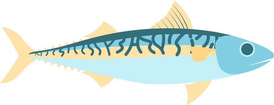 Mackerel vector illustration. Mackerel isolated on white background
