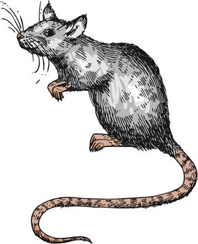 Rat sketch vector illustrations. Hand drawn picture with mouse. Symbol of 2020 new year.