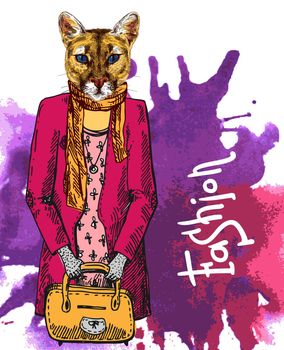 Puma in jacket. Vector illustration for greeting card, poster, or print on clothes. Fashion Style drawing. Hipster.