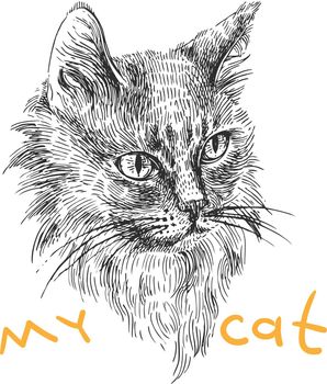 Vector hand drawn illustration head of cat. Boho style poster. Ink sketch drawing of animal.