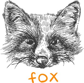 Beautiful hand drawn vector illustration sketching of fox. Black and white drawing. Use for postcards, print for t-shirts, posters, tattoo