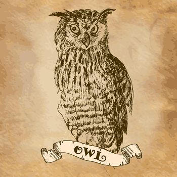owl in the style of an engraving