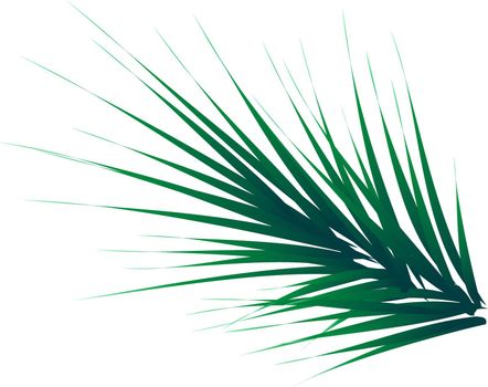 Green lush spruce branch. Fir branches. vector illustration