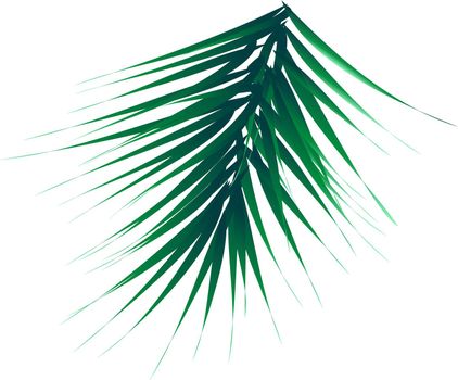 Green lush spruce branch. Fir branches. vector illustration