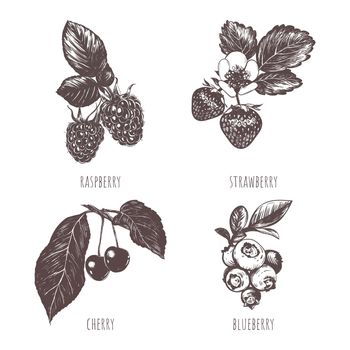 Collection of berries sketch hand drawing. Berries vector illustration.