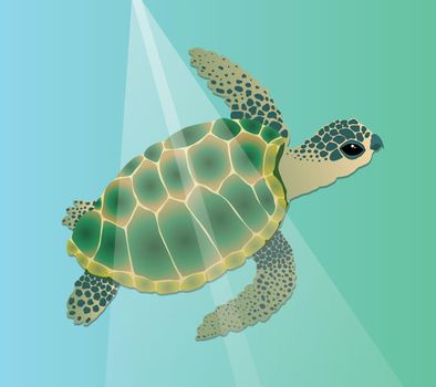 A vector illustration of a sea turtle swimming underwater. The reptile is green with a blue color and he has spots in a dark blue green shade on his head and legs. Added light streaks from above that give the feeling of the sun shining on the water surface.