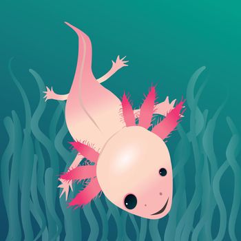A digital vector drawing of an axolotl. His eyes are uneven. The salamander is swimming in the water with aquatic colored background. You see the animal on its back. The axolotl looks very friendly. Sweet picture. There are water plants on the bottom of the picture.