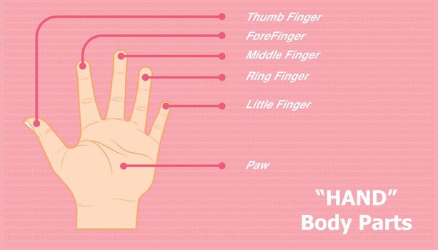 anatomy of hand. name of finger or toe and other. beautiful color background. vector illustration eps10