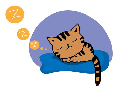 Black brown striped fat cat Sleep soundly on a blue mattress. Vector isolated design for social network online communication