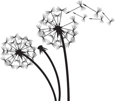 Dandelion in the wind vector illustration